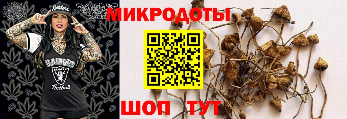 Псилоцибиновые грибы Cubensis Саяногорск